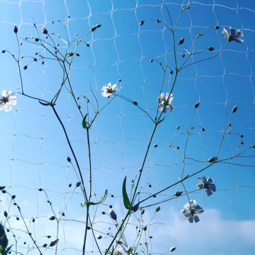 weiße Blumen vor einem zarten Netz. Im hintergrund strahlend blauer Himmel