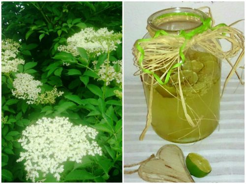 verschiedenArt: Holunder und Holunderblütensirup
