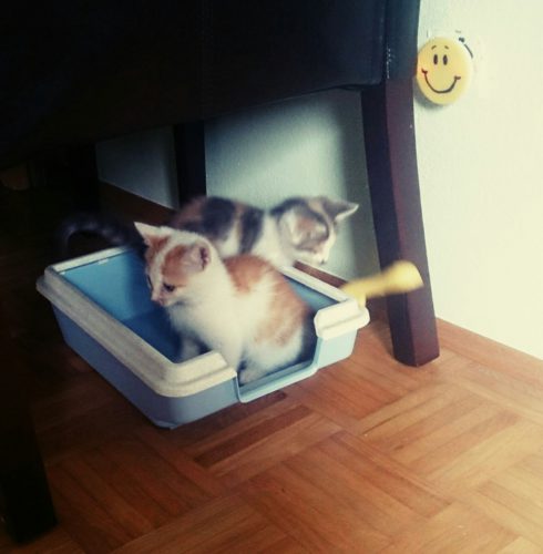 verschiedenArt Fellnasen Katzenbabies