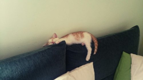 verschiedenArt Fellnasen Katzenbabies