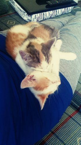 verschiedenArt Fellnasen Katzenbabies