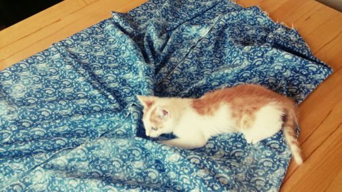 verschiedenArt Fellnasen Katzenbabies