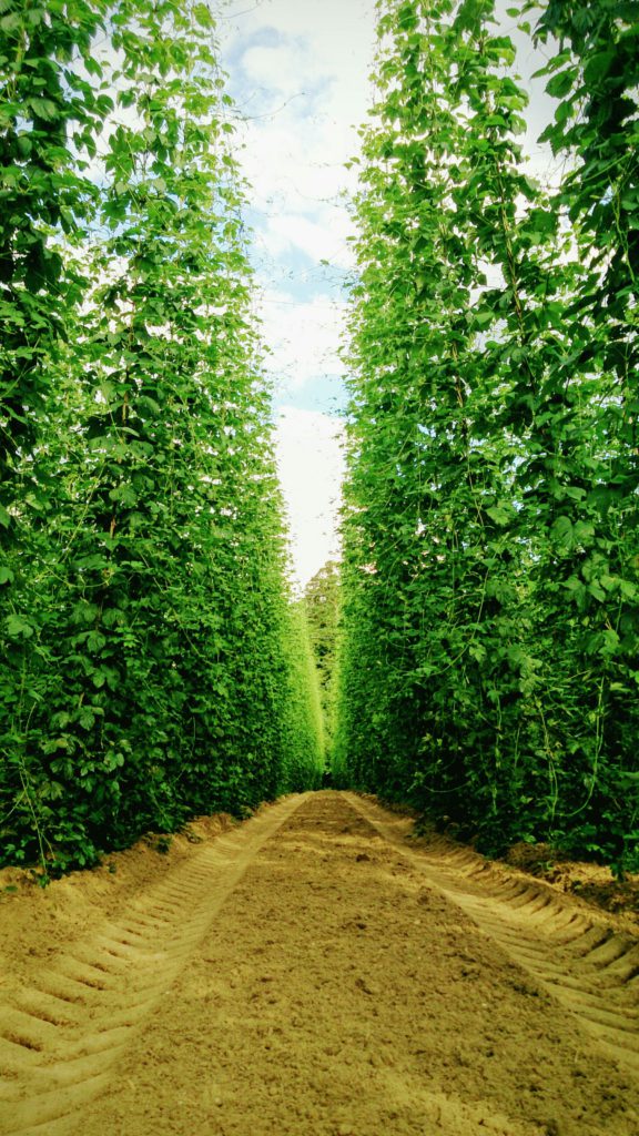 verschiedenArt: Hopfen-Wald