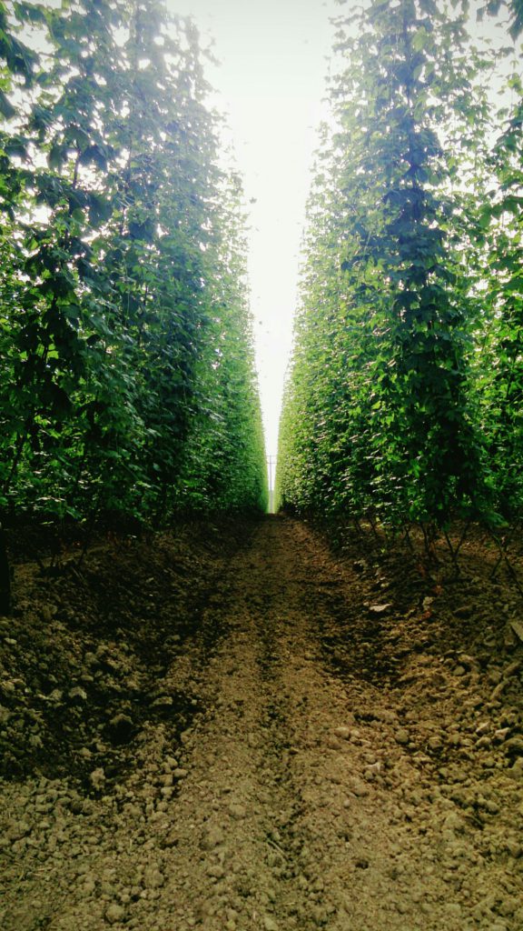 verschiedenArt: Hopfen-Wald