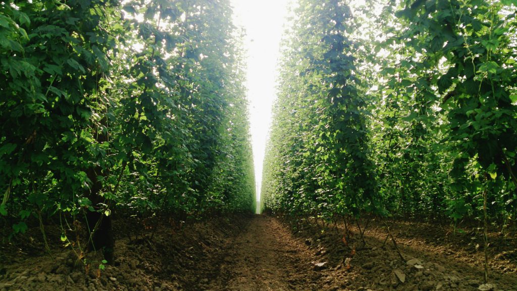 verschiedenArt: Hopfen-Wald