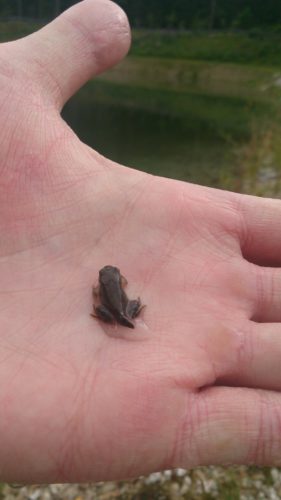 verschiedenArt: Kurzausflug nach Zirl - ein kleiner Frosch