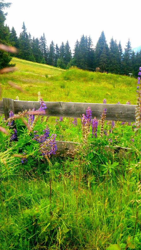 verschiedenArt: Kurzausflug nach Zirl - Bergwiesen mit Wildkräutern