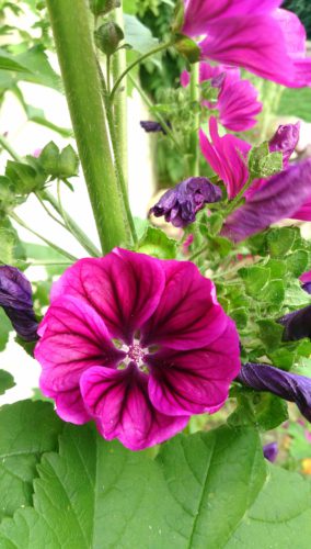 Blumen in lila im Garten