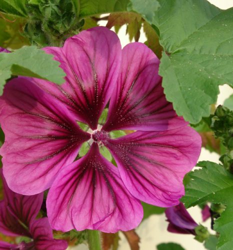 Lila Blume im Garten