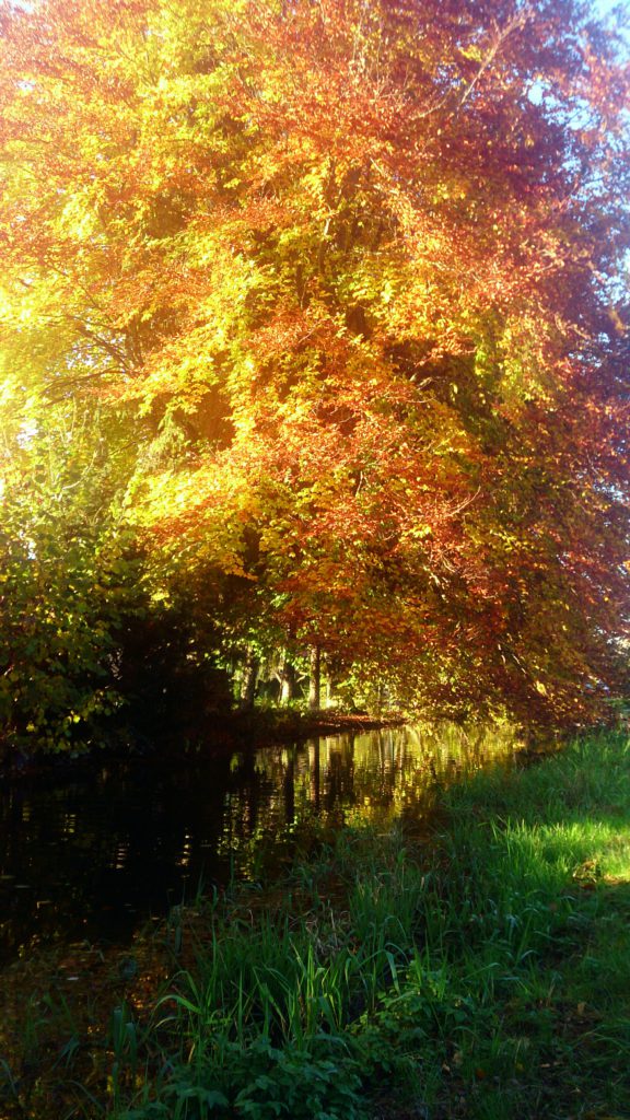 Herbstlich gefärbte leuchtend bunte Zweige biegen sich über die Wasseroberfläche und spiegeln sich im Wasser 