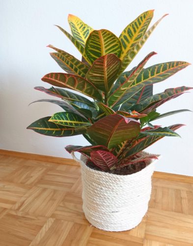 Sisal Korb als Blumenübertopf für meine Zimmerpflanze